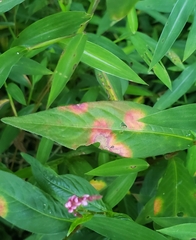 Septoria