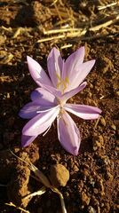 Colchicum persicum