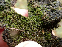 Cephaloziella
