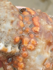 Styelidae