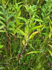 Gnorimoschema jocelynae