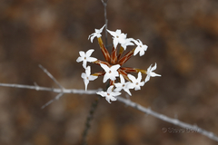 Lysinema ciliatum