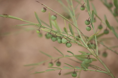 Phyllanthus maderaspatensis