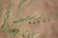 Phyllanthus maderaspatensis