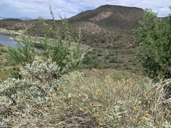 Bebbia juncea aspera