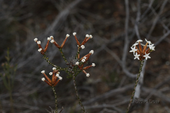 Lysinema ciliatum