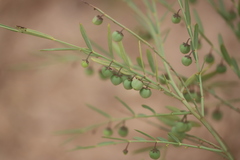 Phyllanthus maderaspatensis