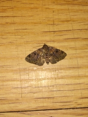 Metalectra quadrisignata