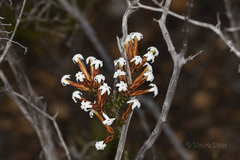 Lysinema ciliatum