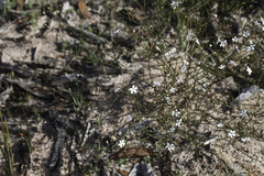 Cyphanthera microphylla
