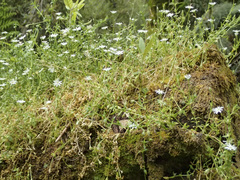 Stellaria flaccida
