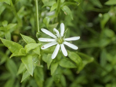 Stellaria flaccida