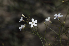 Cyphanthera microphylla