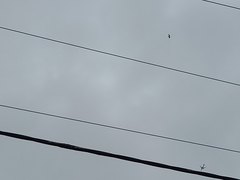 Haliaeetus leucogaster