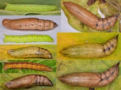 Theretra silhetensis