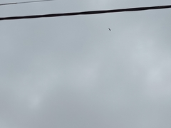 Haliaeetus leucogaster