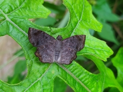 Antigonus erosus