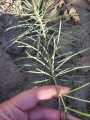 Asclepias subverticillata