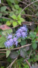 Eupatorieae