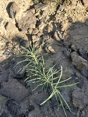 Asclepias subverticillata