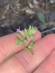Trichostema brachiatum