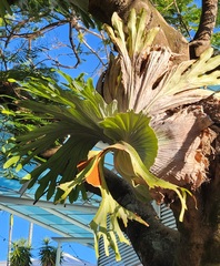 Platycerium superbum