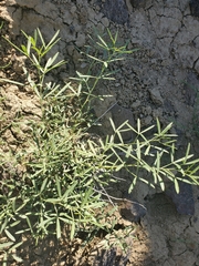 Pediomelum tenuiflorum