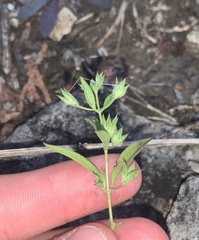 Trichostema brachiatum