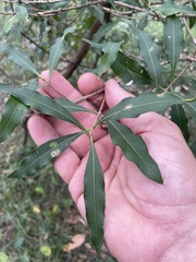 Notelaea longifolia