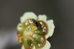 Mythicomyiidae