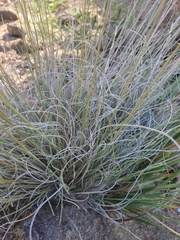 Aristida purpurea