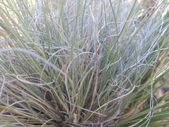 Aristida purpurea