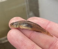 Eucyclogobius newberryi