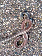 Masticophis taeniatus