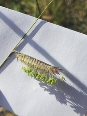Bouteloua gracilis
