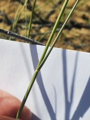 Bouteloua gracilis