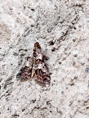 Pococera asperatella