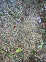 Cladonia uncialis