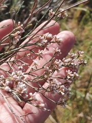 Eriogonum effusum