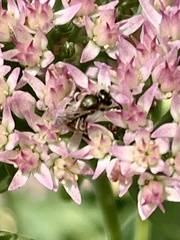 Lasioglossum pilosum