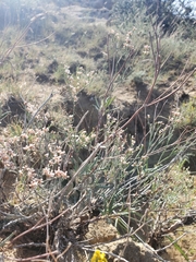Eriogonum effusum