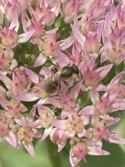 Lasioglossum pilosum