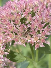 Lasioglossum pilosum