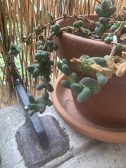 Corpuscularia lehmannii