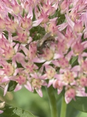 Lasioglossum pilosum