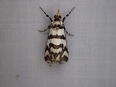 Hednotodes callichroa