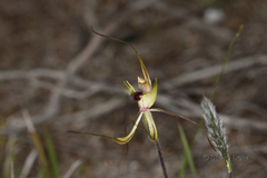 Caladenia attingens