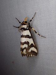 Hednotodes callichroa