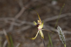 Caladenia attingens