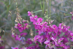 Swainsona campylantha